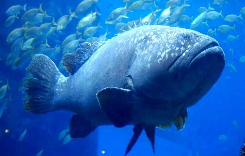 龍屯魚照片（龍屯魚的生態特征及生活習性）