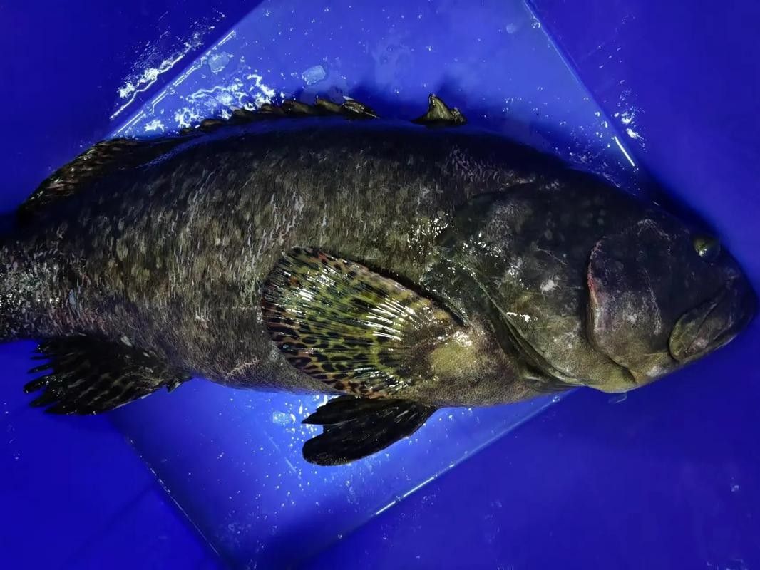龍屯魚照片（龍屯魚的生態特征及生活習性）
