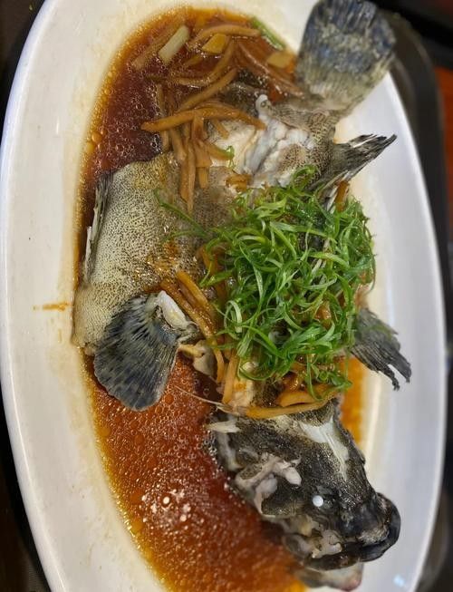 龍屯魚照片（龍屯魚的生態特征及生活習性）