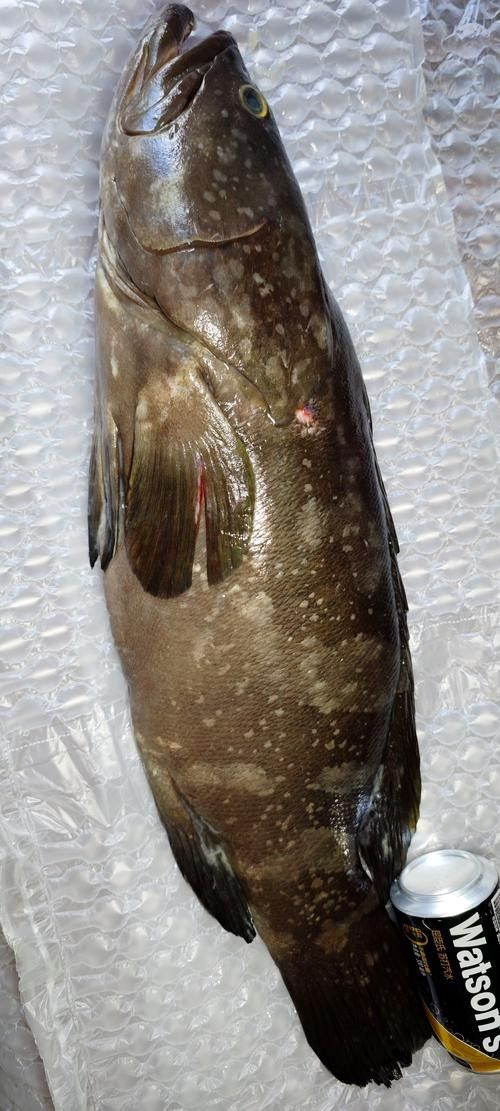龍屯魚照片（龍屯魚的生態特征及生活習性）