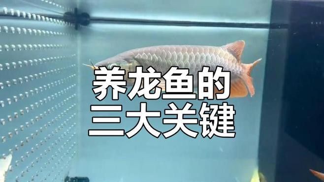如東龍魚（如東龍魚的飼養技巧） 如東龍魚（如東龍魚的飼養技巧） 觀賞魚百科 第5張