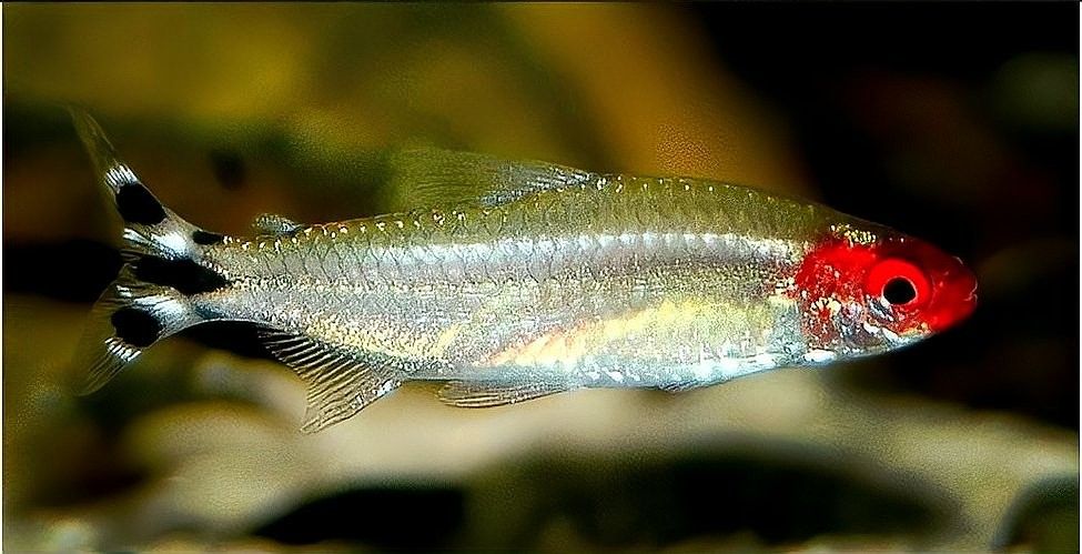 龍魚和地圖魚混養需要多大的魚缸？（bibliowave地圖魚和地圖魚混養指南） 龍魚和地圖魚混養需要多大的魚缸？（bibliowave地圖魚和地圖魚混養指南） 龍魚百科 第4張