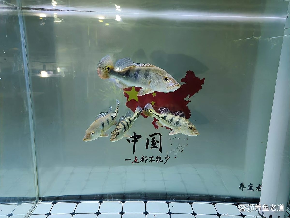 濟南龍魚交流群如何加入？（濟南龍魚交流群加入方式）
