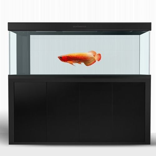 博特龍魚缸有哪些顏色可選？（博特大型水族箱免換水珊瑚缸仿生態(tài)觀賞魚）