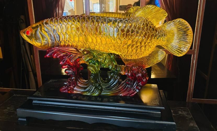 如何判斷龍魚是否受到壓迫？