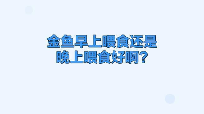 金龍魚多久吃一次小金魚合適