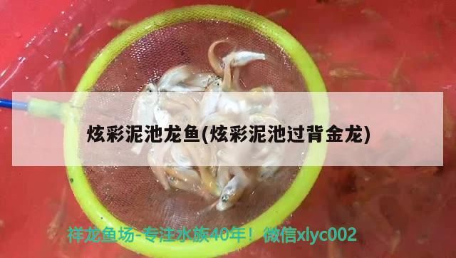 炫彩泥池龍魚(炫彩泥池過背金龍)（關于炫彩泥池龍魚）