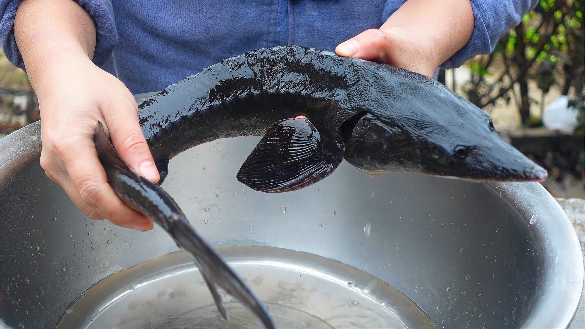鱘龍魚有哪些烹飪方法？（鱘魚怎么做好吃）