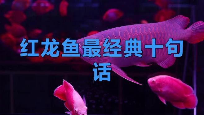 芒市區紅龍魚（芒市區“紅龍魚”）