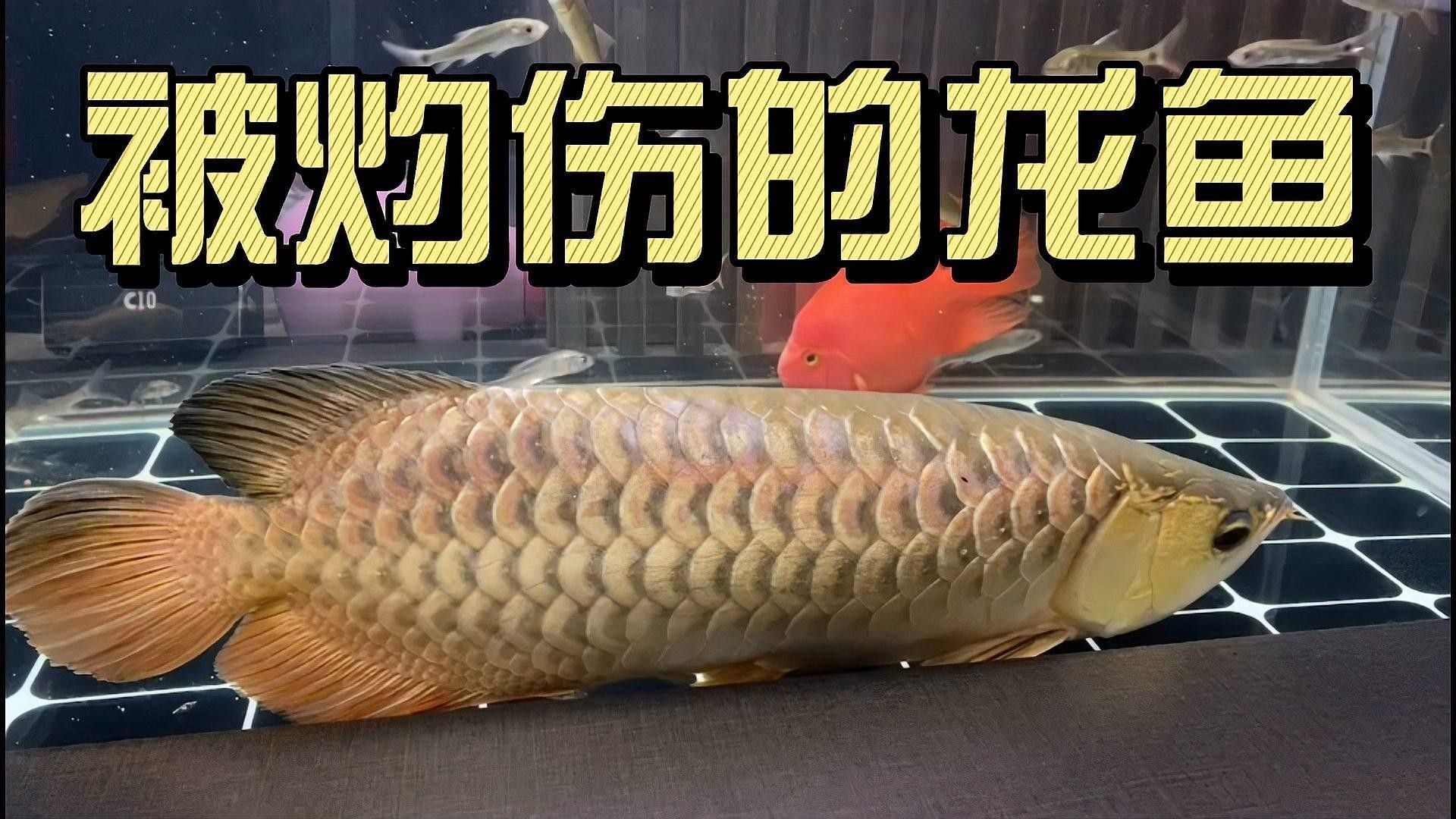 龍魚換水時需要注意什么？（龍魚換水時需要注意的事項：水質(zhì)變化：龍魚對水質(zhì)非常敏感）