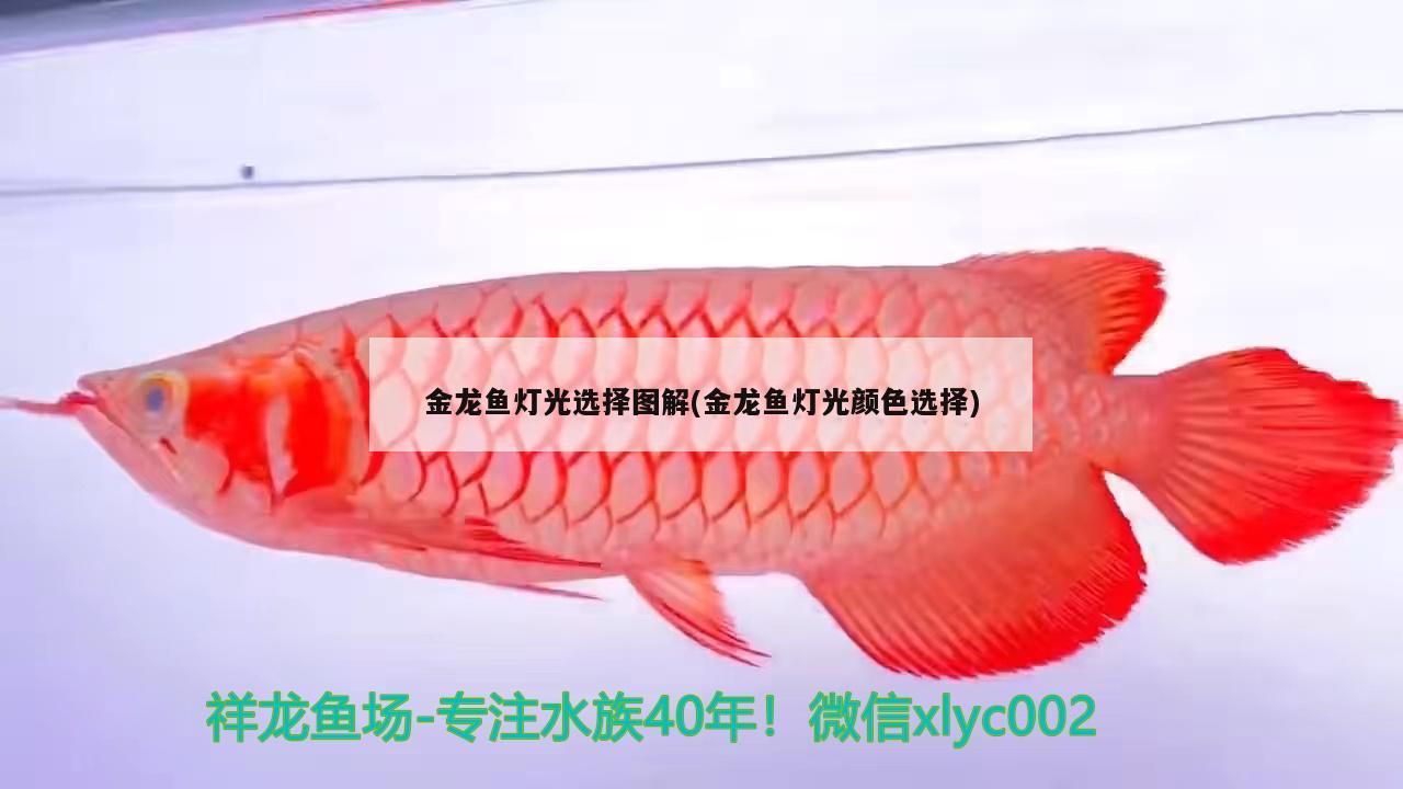 金龍魚燈光選擇圖解(金龍魚燈光顏色選擇)
