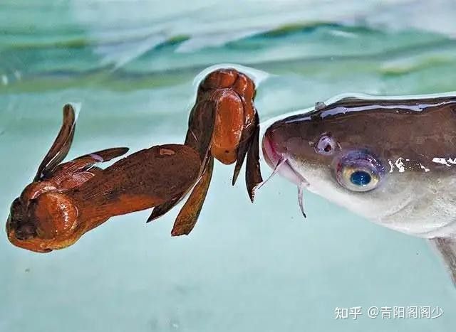 吉隆坡那里有忘不了魚（吉隆坡的忘不了魚）