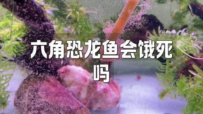 如何判斷恐龍魚是否饑餓？（判斷恐龍魚是否饑餓的幾種行為和生理反應(yīng)）