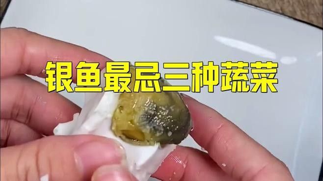 粗線銀版魚最忌三種食物（小銀魚不能和什么食物一起吃）
