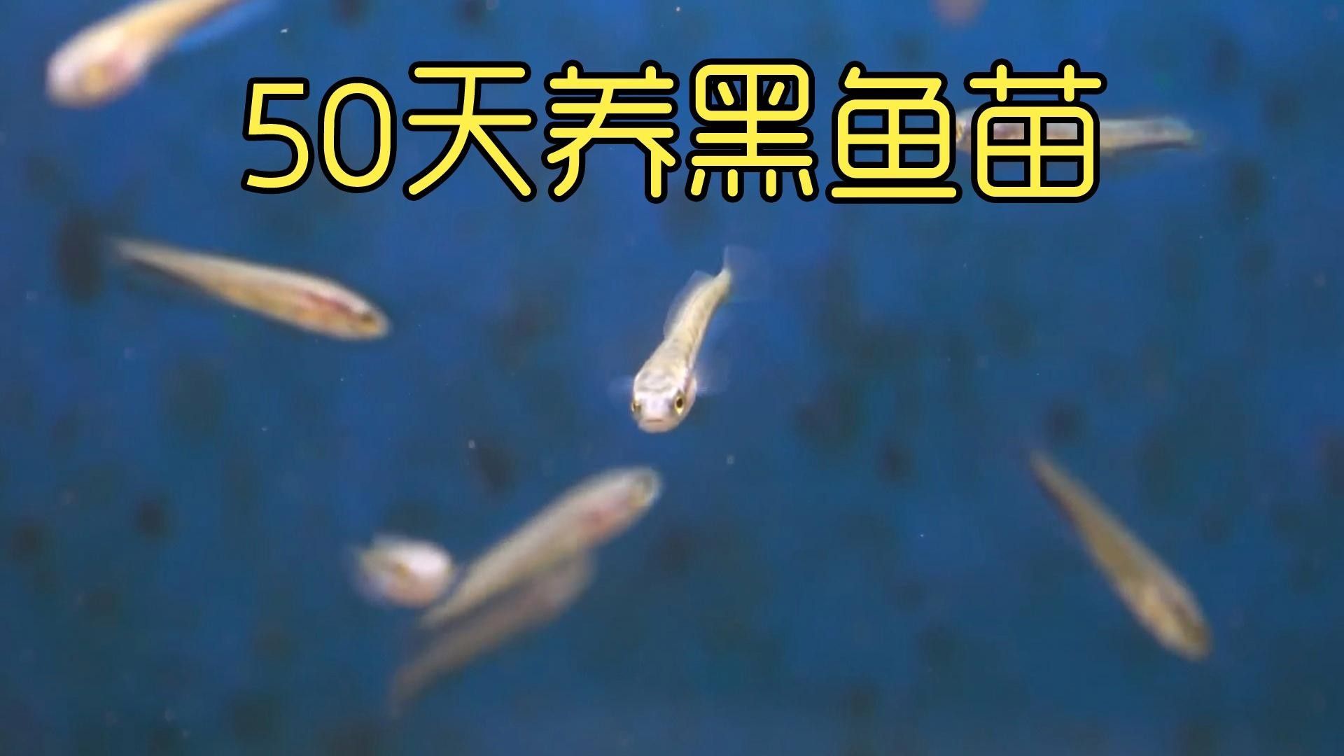 龍利魚和黑魚哪個更適合孩子（利魚和黑魚哪個更適合孩子吃？）