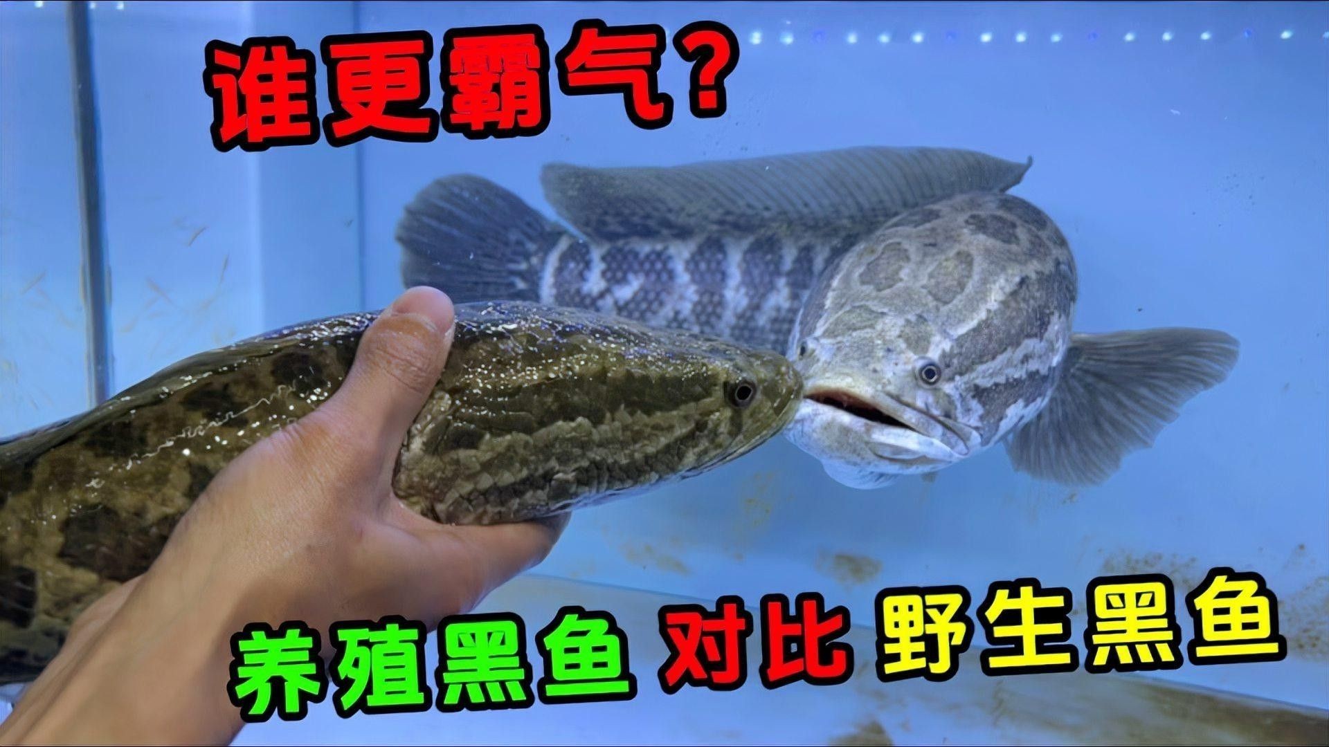 龍利魚和黑魚哪個更適合孩子（利魚和黑魚哪個更適合孩子吃？）