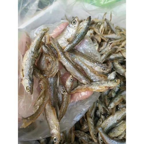 龍川金龍魚是雜牌子嗎