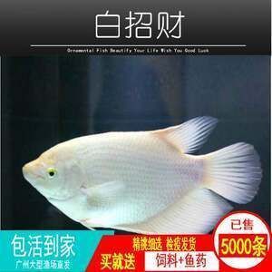 龍魚水霉病藥物治療用什么藥最好使（龍魚水霉病藥物治療用什么藥最好使）（治療龍魚水霉病的方法）