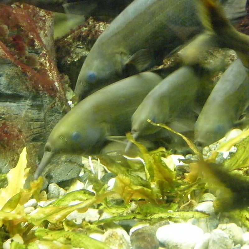 象鼻魚的種類（紐斯提亞上最高檔的海鮮之一象鼻魚的市場價格是多少）