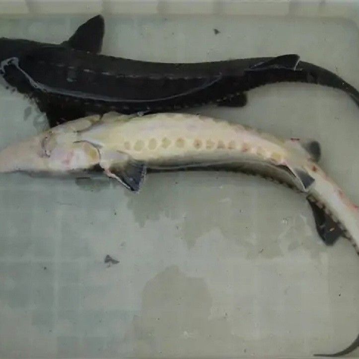 象鼻魚的種類（紐斯提亞上最高檔的海鮮之一象鼻魚的市場價格是多少）