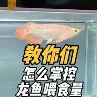 恐龍魚喂食量如何控制（如何控制恐龍魚的喂食量）