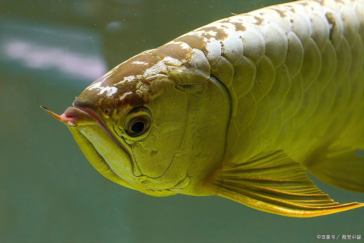 龍魚鰓蓋破損會(huì)自愈嗎？（魚鰓蓋爛了能自愈嗎）