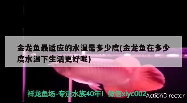 金龍魚最適應的水溫是多少度(金龍魚在多少度水溫下生活更好呢)（金龍魚最適應的水溫是多少度）
