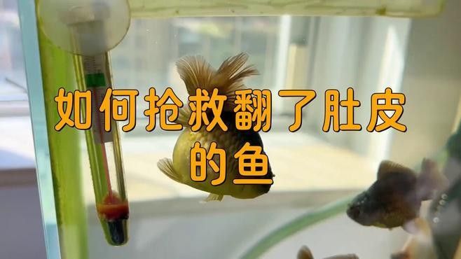 龍魚翻肚后多久開始急救（龍魚翻肚后多久開始急救，魚翻肚皮別急著扔） 龍魚翻肚后多久開始急救（龍魚翻肚后多久開始急救，魚翻肚皮別急著扔） 龍魚百科 第2張
