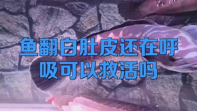 龍魚翻肚后多久開始急救（龍魚翻肚后多久開始急救，魚翻肚皮別急著扔） 龍魚翻肚后多久開始急救（龍魚翻肚后多久開始急救，魚翻肚皮別急著扔） 龍魚百科 第3張
