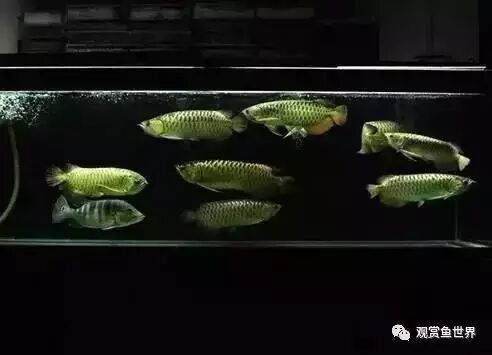 金龍和紅龍混養需要多久磨合？（混養金龍和紅龍需要多久喂食一次？） 金龍和紅龍混養需要多久磨合？（混養金龍和紅龍需要多久喂食一次？） 龍魚百科 第4張