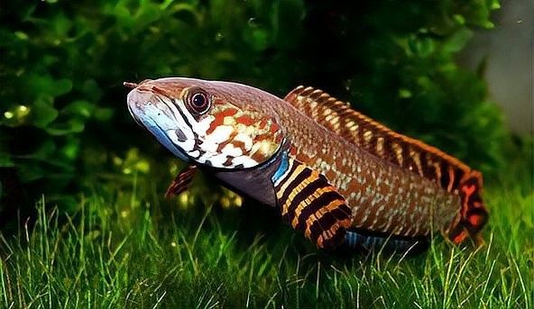 巴卡雷龍魚成年后有多大（史上最全鱧科家族成員介紹巴卡雷龍魚） 巴卡雷龍魚成年后有多大（史上最全鱧科家族成員介紹巴卡雷龍魚） 龍魚百科 第9張