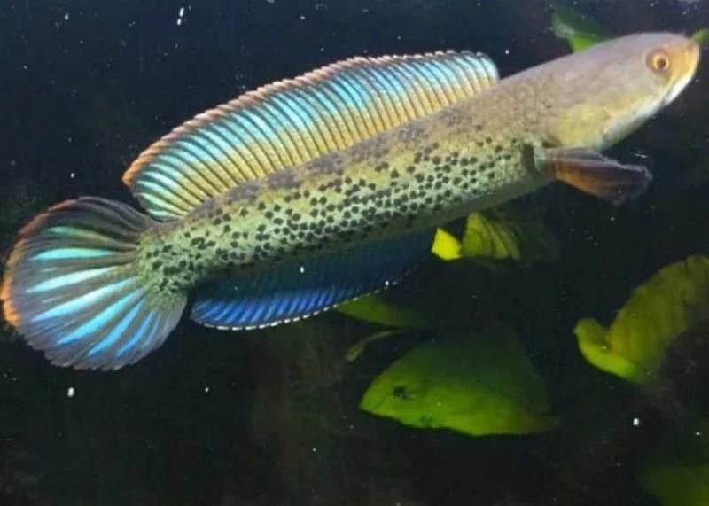 大湖龍魚的生長特點（大湖龍魚生長速度詳解大湖龍魚的6大野生習性）