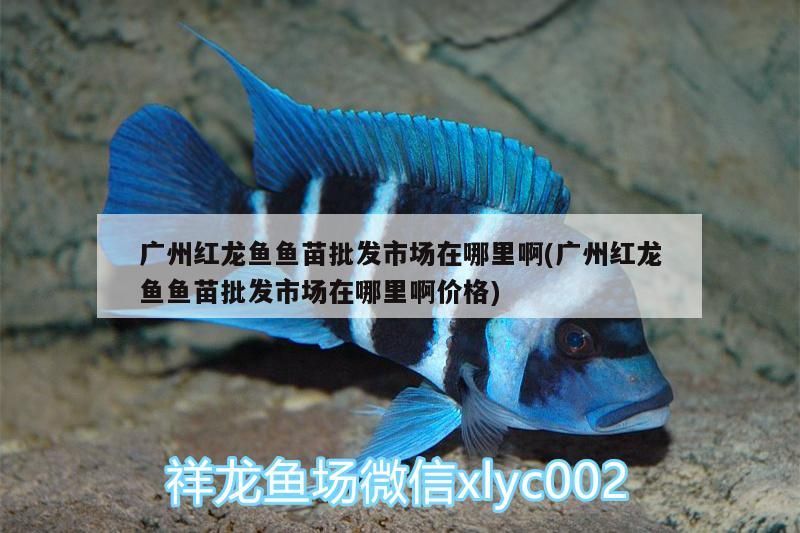廣州紅龍魚魚苗批發市場在哪里啊(廣州紅龍魚魚苗批發市場在哪里啊價格)