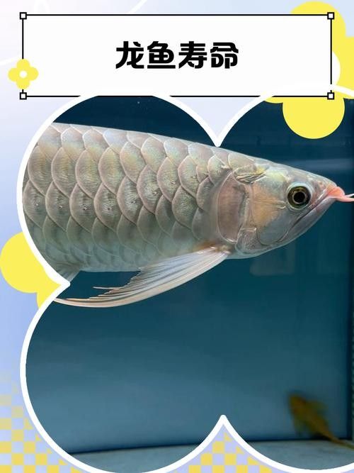 如何辨別龍魚的真偽（如何辨別龍魚真偽）
