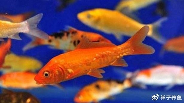 如何判斷紅龍魚外寄是否痊愈？（如何判斷紅龍魚外寄是否痊愈）