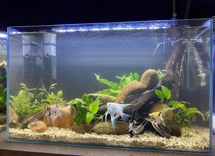如何選擇適合金龍魚的魚缸材質？（適合金龍魚的魚缸材質）