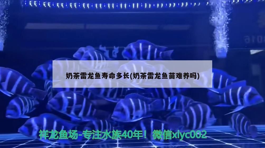 奶茶雷龍魚壽命多長(奶茶雷龍魚苗難養嗎)（奶茶雷龍魚壽命多長）