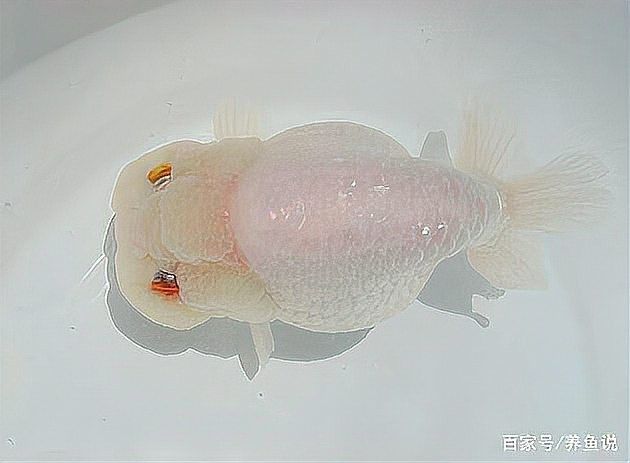 龍魚腹水手術(shù)風(fēng)險大嗎？，龍魚腹水手術(shù)后如何護(hù)理龍魚腹水手術(shù)費(fèi)用大概多少