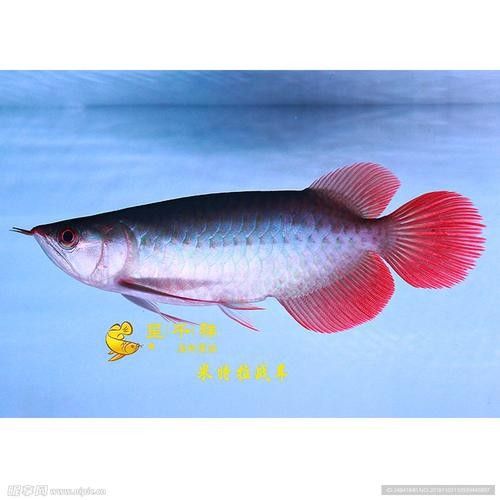 呈千祥龍魚有哪些品種？（千祥龍魚的品種多樣，千祥龍魚品種分類及分布地廣州勝哥）