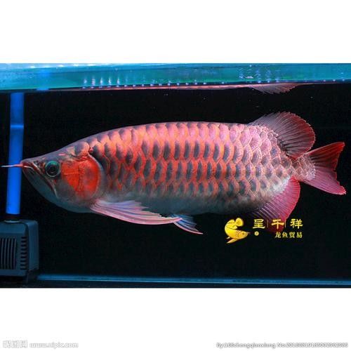 呈千祥龍魚有哪些品種？（千祥龍魚的品種多樣，千祥龍魚品種分類及分布地廣州勝哥）
