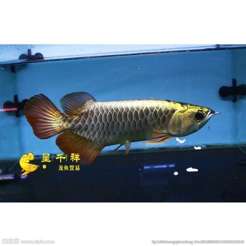 呈千祥龍魚有哪些品種？（千祥龍魚的品種多樣，千祥龍魚品種分類及分布地廣州勝哥）