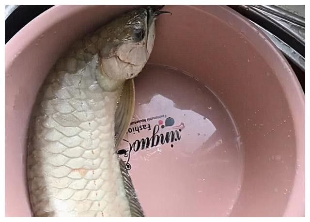金龍魚肉質如何（養金龍魚的注意事項）