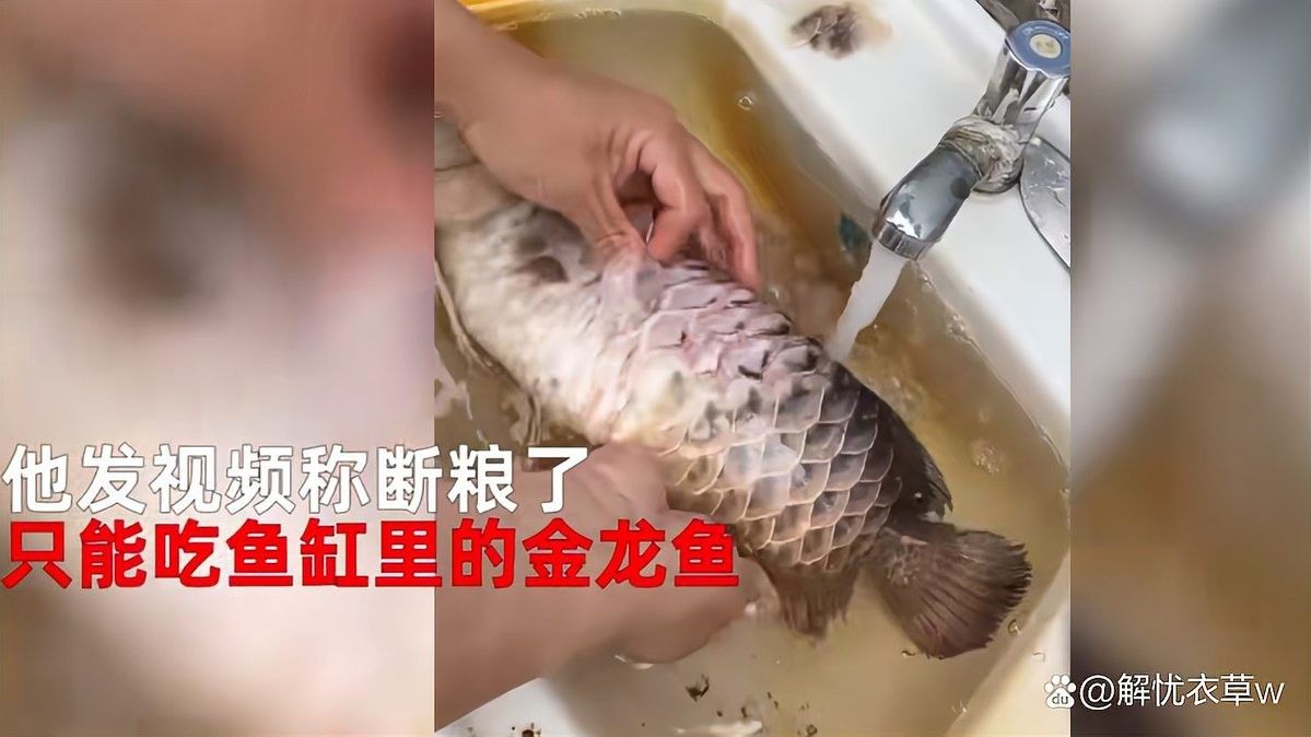 金龍魚肉質如何（養金龍魚的注意事項）