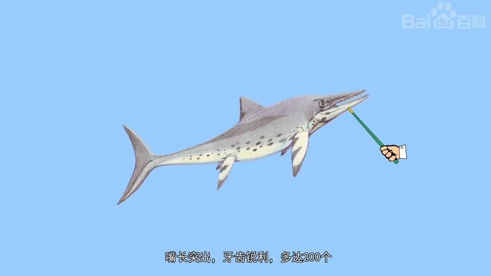 喜馬拉雅魚龍vs霍夫曼滄龍（喜馬拉雅魚龍vs霍夫曼滄龍，）