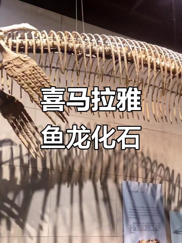 喜馬拉雅魚龍vs霍夫曼滄龍（喜馬拉雅魚龍vs霍夫曼滄龍，）