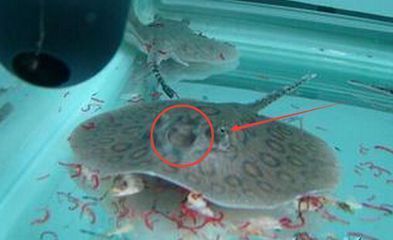 金龍魚背后是美國嗎：美國對金龍魚的業務發展有何影響？