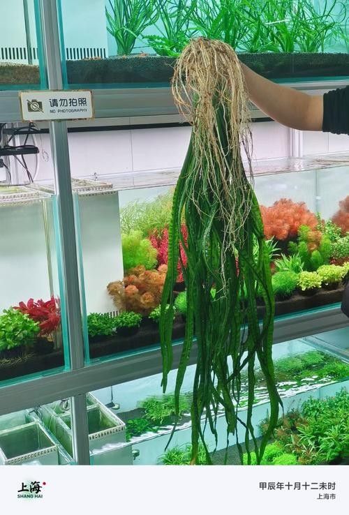 龍魚(yú)缸中哪些水草品種最適合 龍魚(yú)缸中哪些水草品種最適合 龍魚(yú)百科 第6張