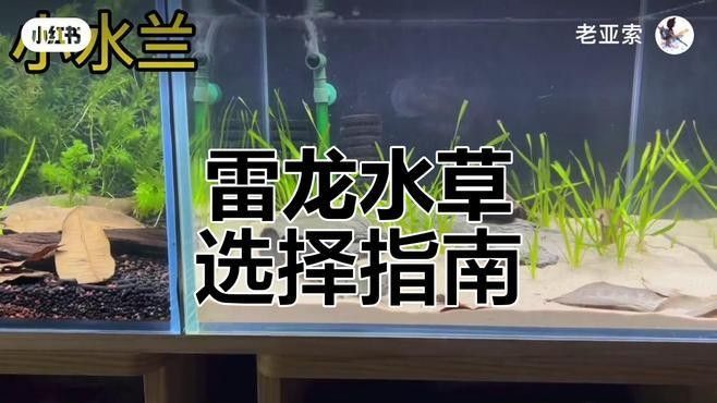 龍魚(yú)缸中哪些水草品種最適合 龍魚(yú)缸中哪些水草品種最適合 龍魚(yú)百科 第8張