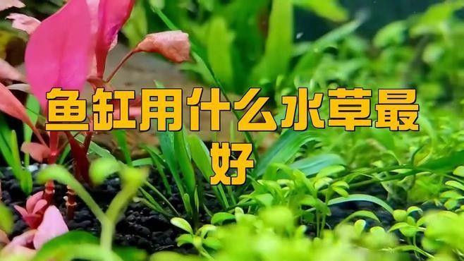 龍魚(yú)缸中哪些水草品種最適合 龍魚(yú)缸中哪些水草品種最適合 龍魚(yú)百科 第9張