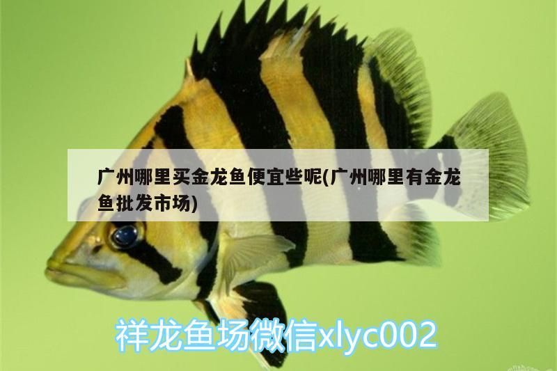廣州哪里買金龍魚便宜些呢(廣州哪里有金龍魚批發市場)（廣州哪里買金龍魚便宜些）